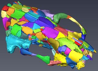 Because the skull was flattened like a pancake, researchers did a computed tomography (CT) scan of the fossil. Each color in this digital scan represents an individual fragment.