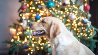 Brown dog standing in front of Christmas tree