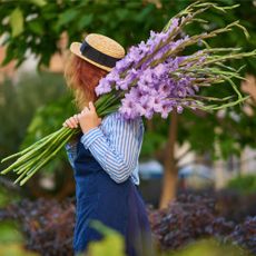 Gladiolus flowers carried by woman