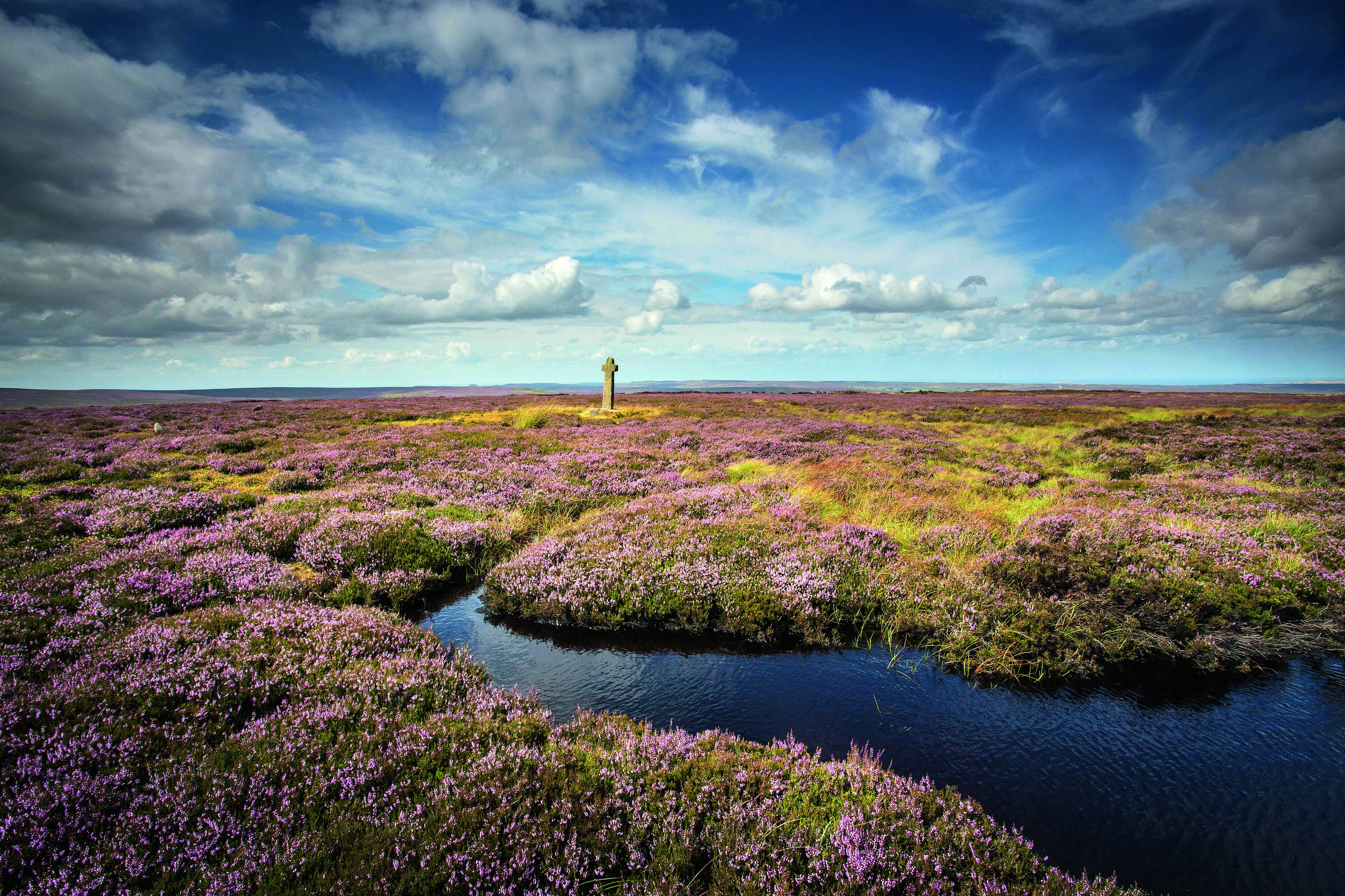 Bog land