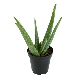 Aloe vera plant in black pot