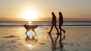 couple walking on beach with dog in evening