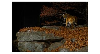 Siberian Tiger, photographed in the far east of Russia