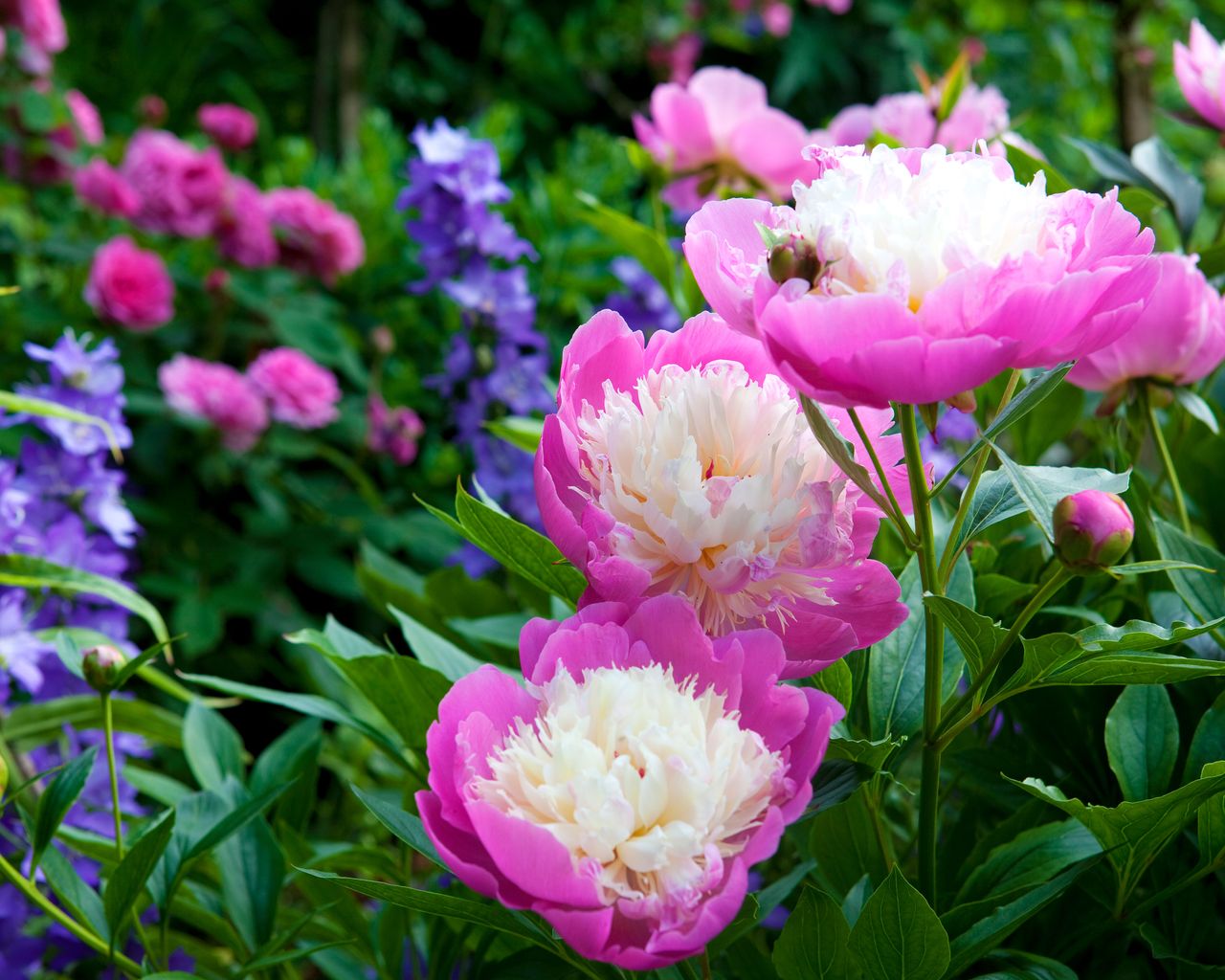 When to cut back peonies for showstopping blooms next year