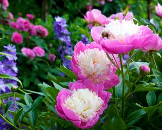 bi-colored pink and cream peonies in a garden bed