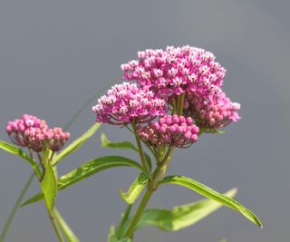 Image showing a pink milkweed flower that has bloomed