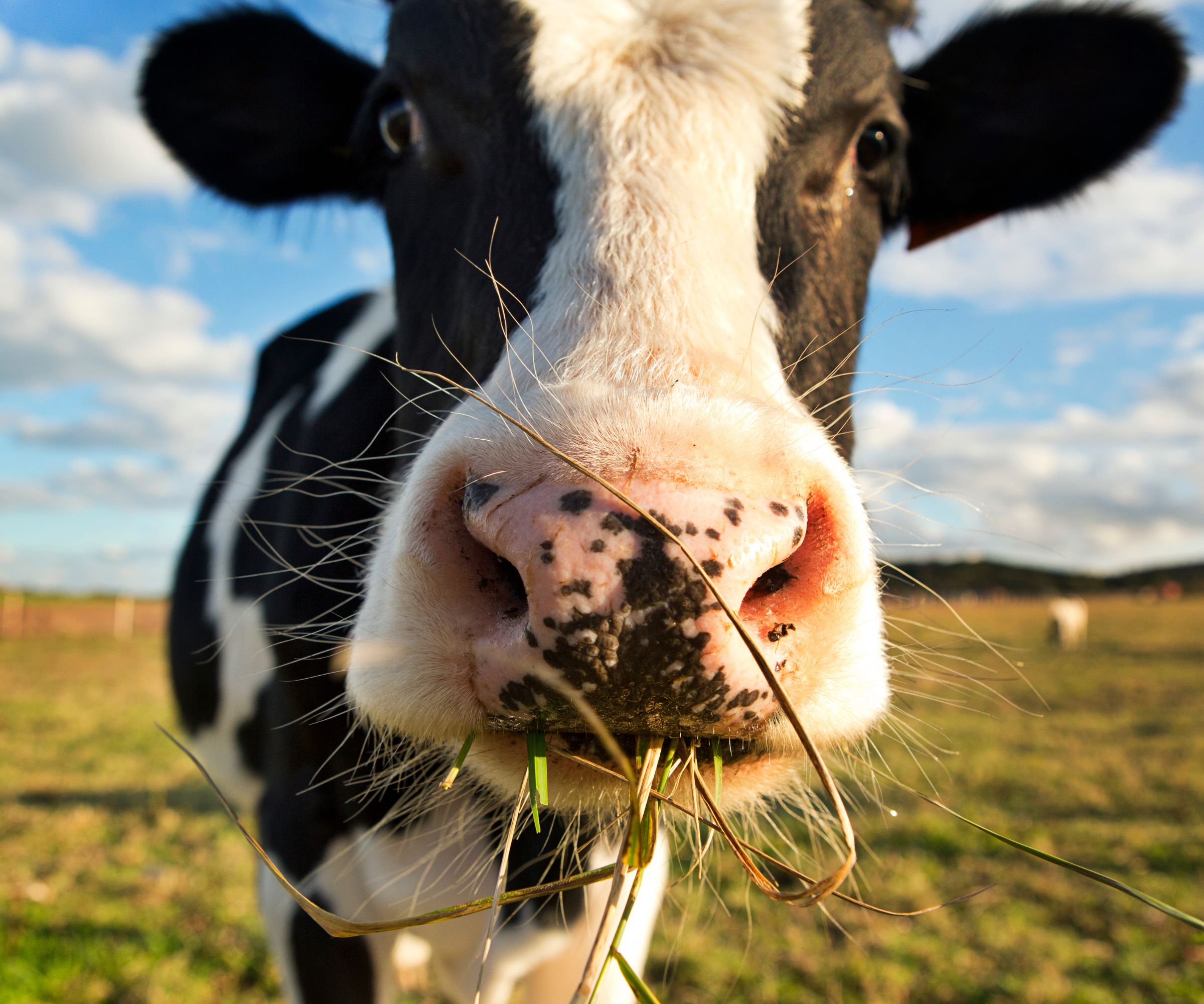 Cow
