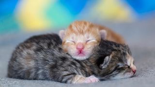 Two newborn kittens sleeping