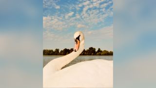 A swan on a lake in London