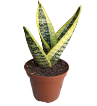 Generic Snake Plant 