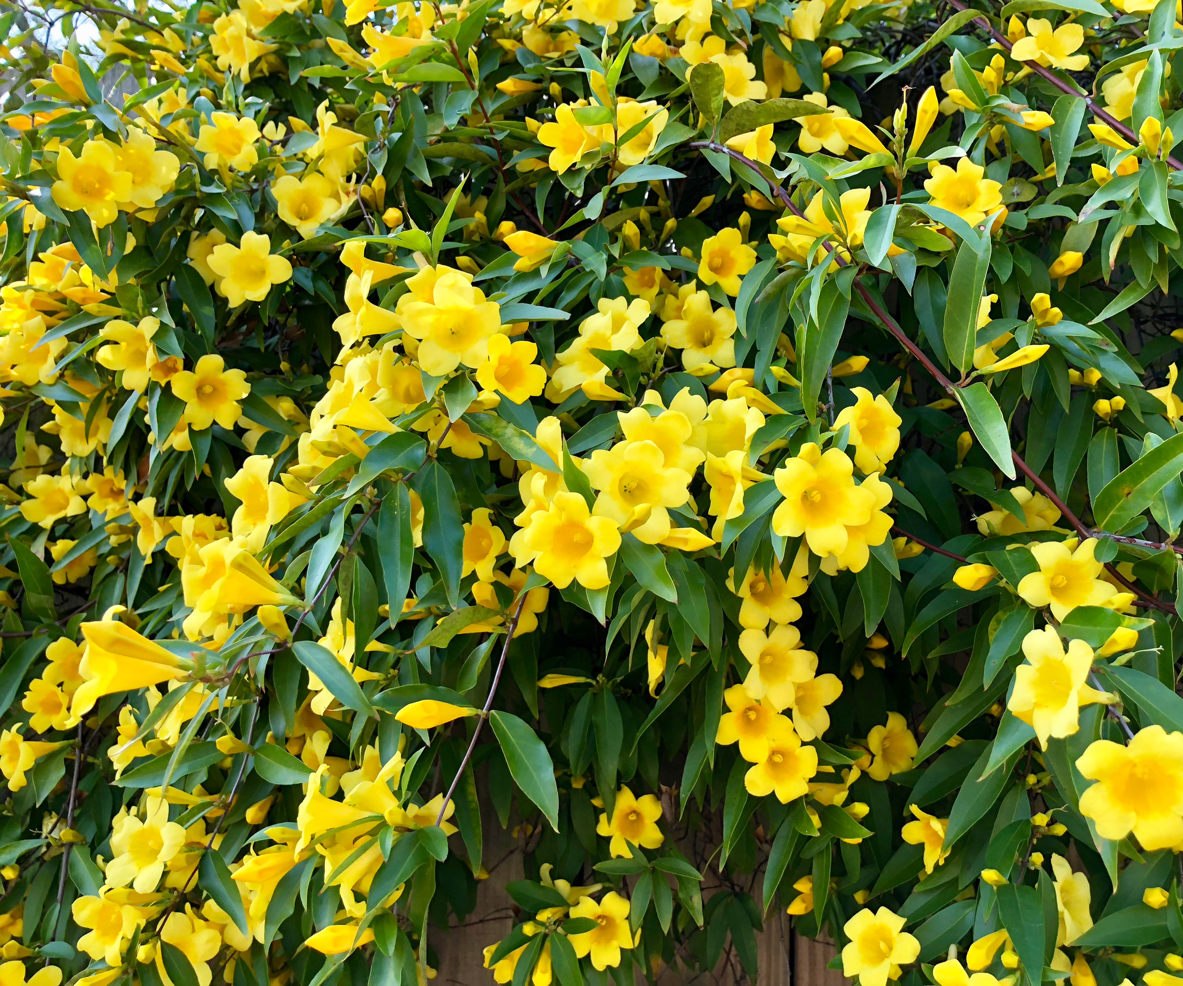 Carolina Jessamine vine with yellow flowers