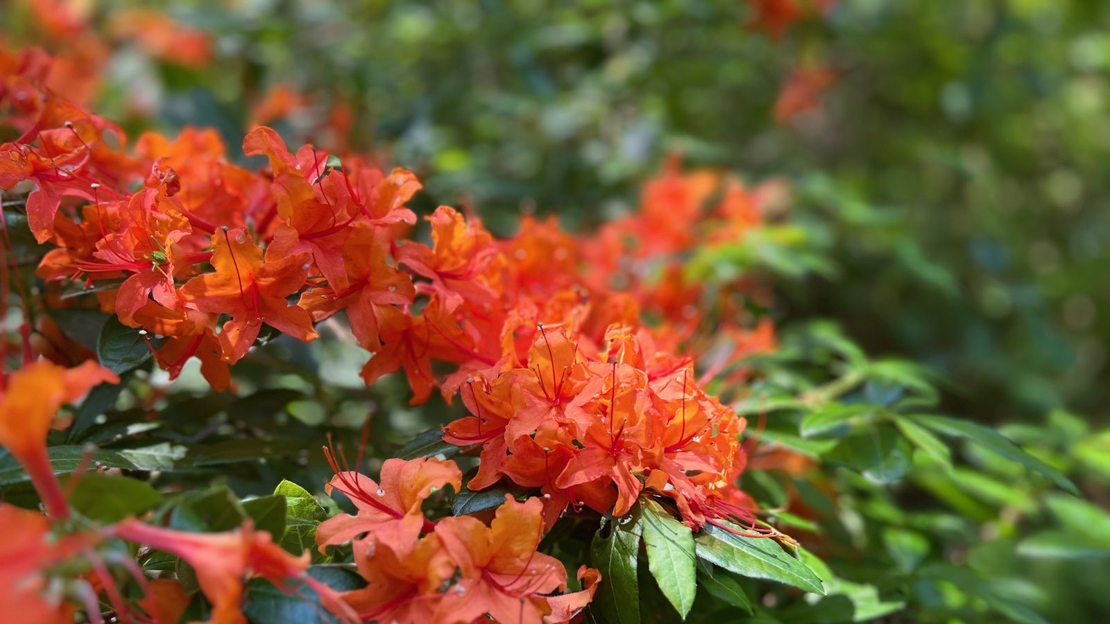 rhododendron roseum elegans pflege Roseum Elegans' Rhododendron main image 0
