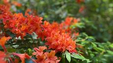Orange rhododendron blooms in a sunny spring garden border