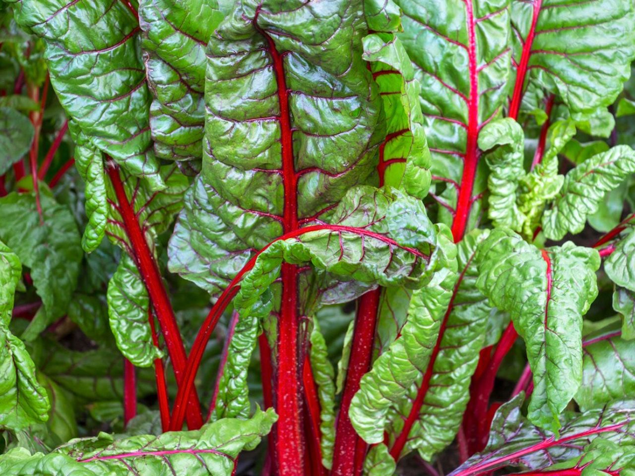 Swiss Chard Plant In Garden