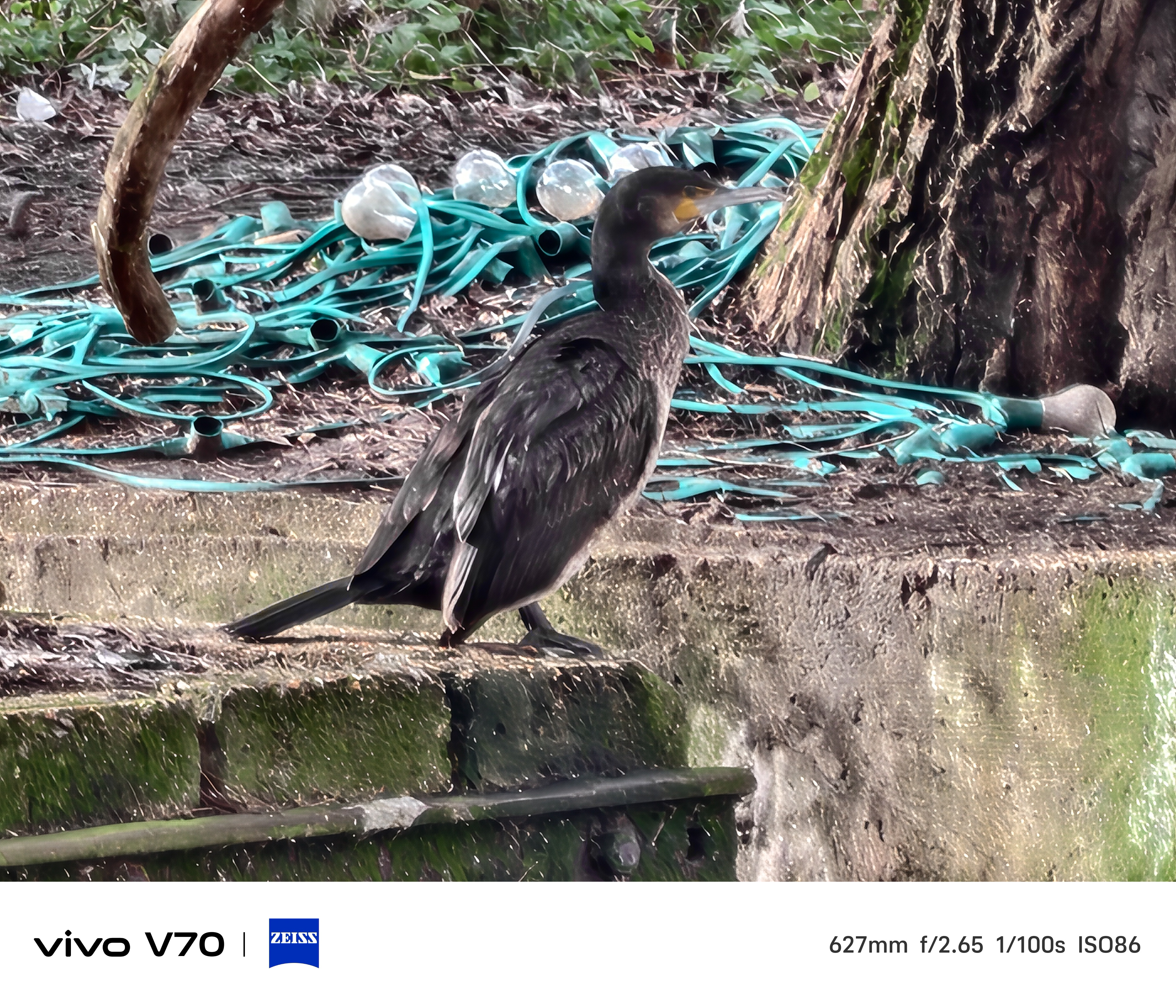 Close-up telephoto of cormorant standing on mossy canal wall beside coiled green rope lights.