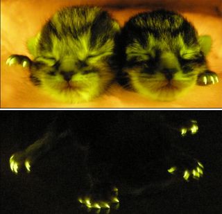 Genetically engineered cats glow.