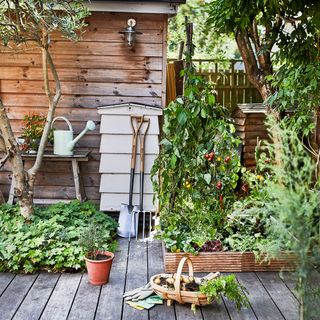 garden with plants and gardening tools