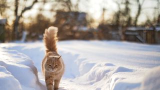 An orange cat walks through snow