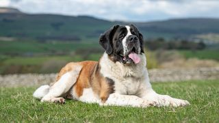 32 big dog breeds that make sensible pets