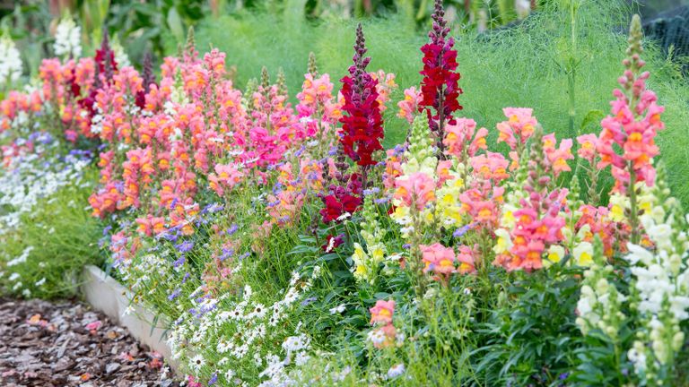 Snapdragons growing in a border of summer bedding
