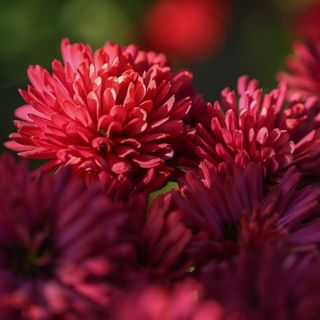 Close up of red chrysanthemum flowers