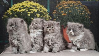 4 ragamuffin kittens