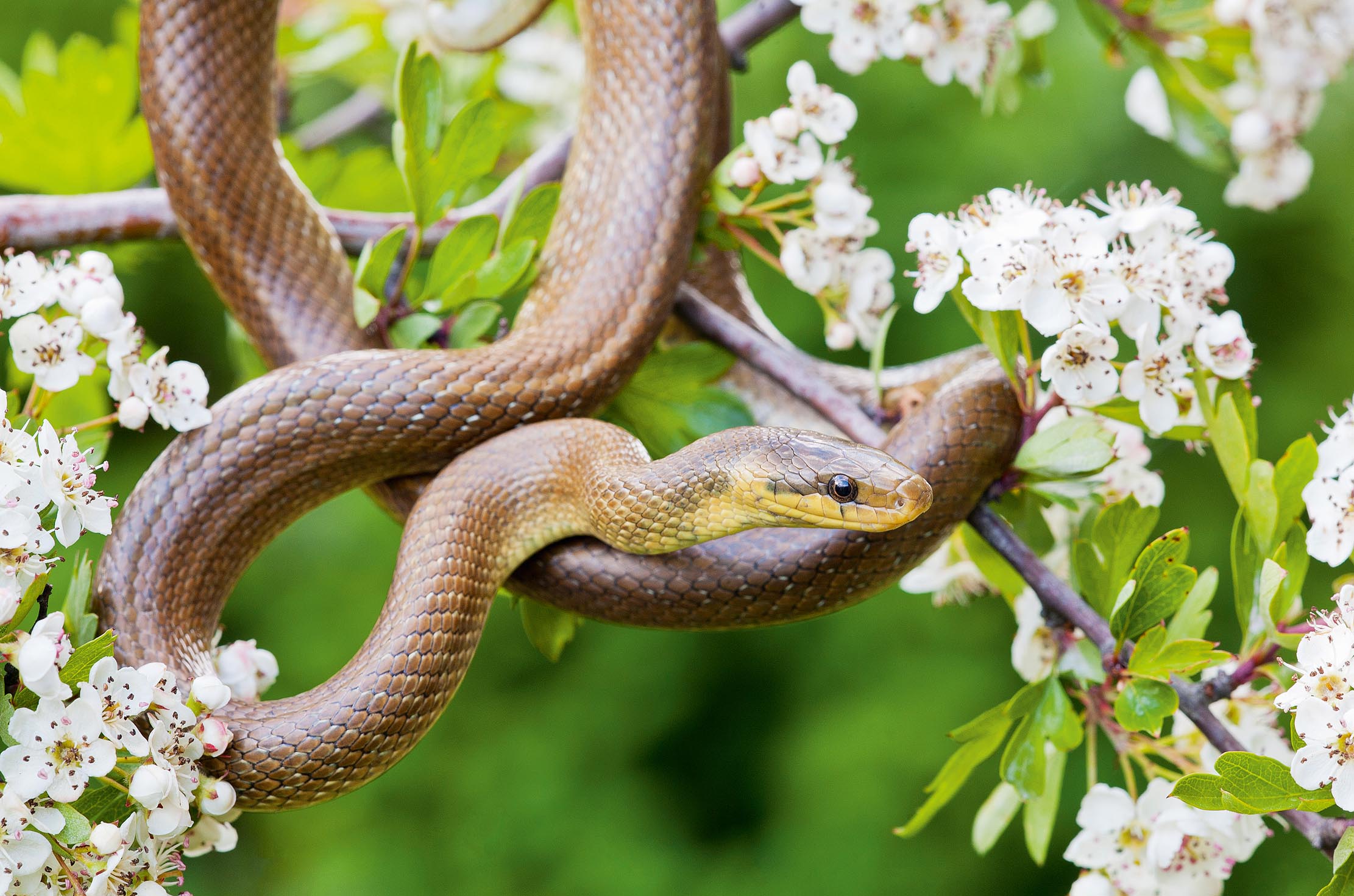 Aesculapian snake, Zamenis longissimus coiled in the branches of a blossoming hawthorn. ©Geoff Scott-Simpson / Getty Images