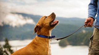 Dog outside on lead staring up at owner