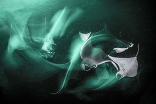 Juvenile Munk’s devil rays are attracted by a green light, seemingly flying through the water in Baja California Sur, Mexico