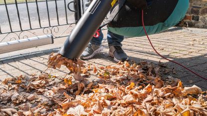 Leaf vacuum sucking up leaves