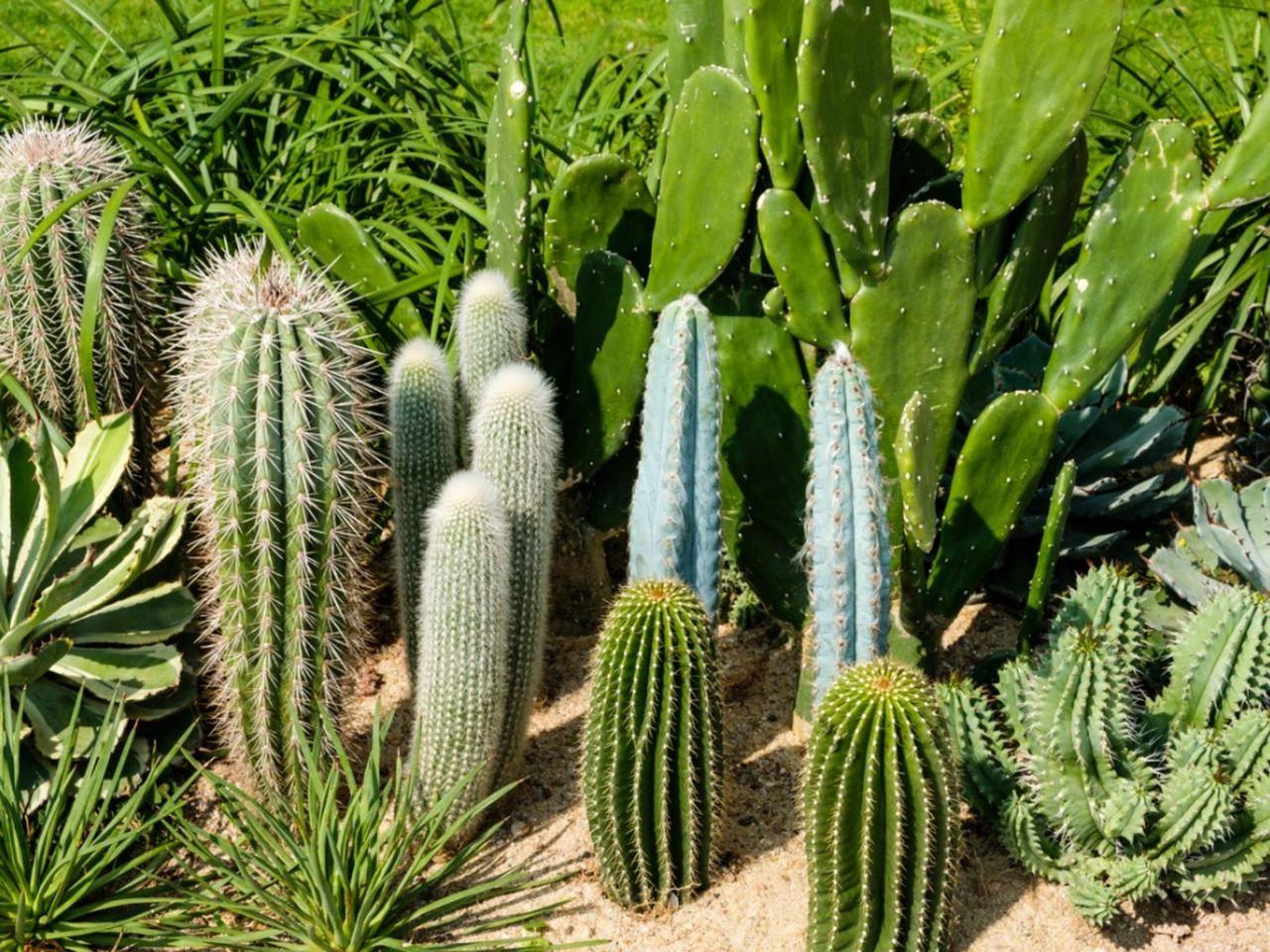 Multiple Cacti Landscape