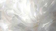 White flowers to represent pantone colour of the year 2026: cloud dancer