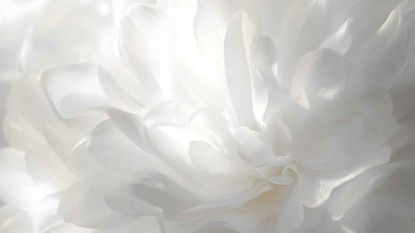 White flowers to represent pantone colour of the year 2026: cloud dancer