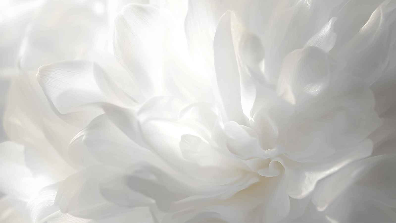White flowers to represent pantone colour of the year 2026: cloud dancer