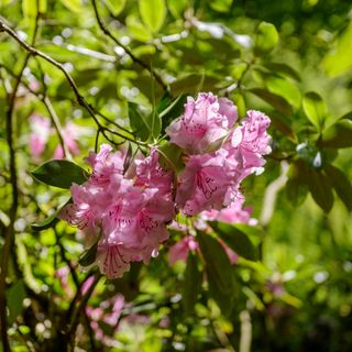 Pink rhododendron flowers in garden