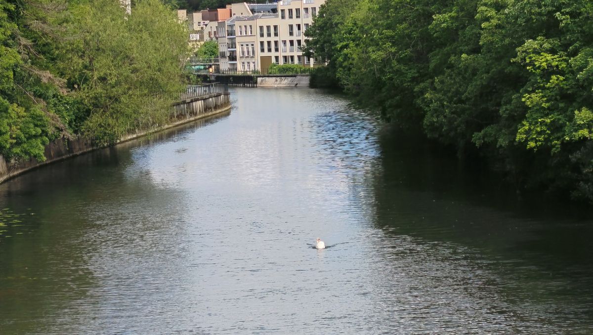 Photos taken on the Xiaomi Redmi Note 15 Pro 5G: A swan captured using 4x zoom