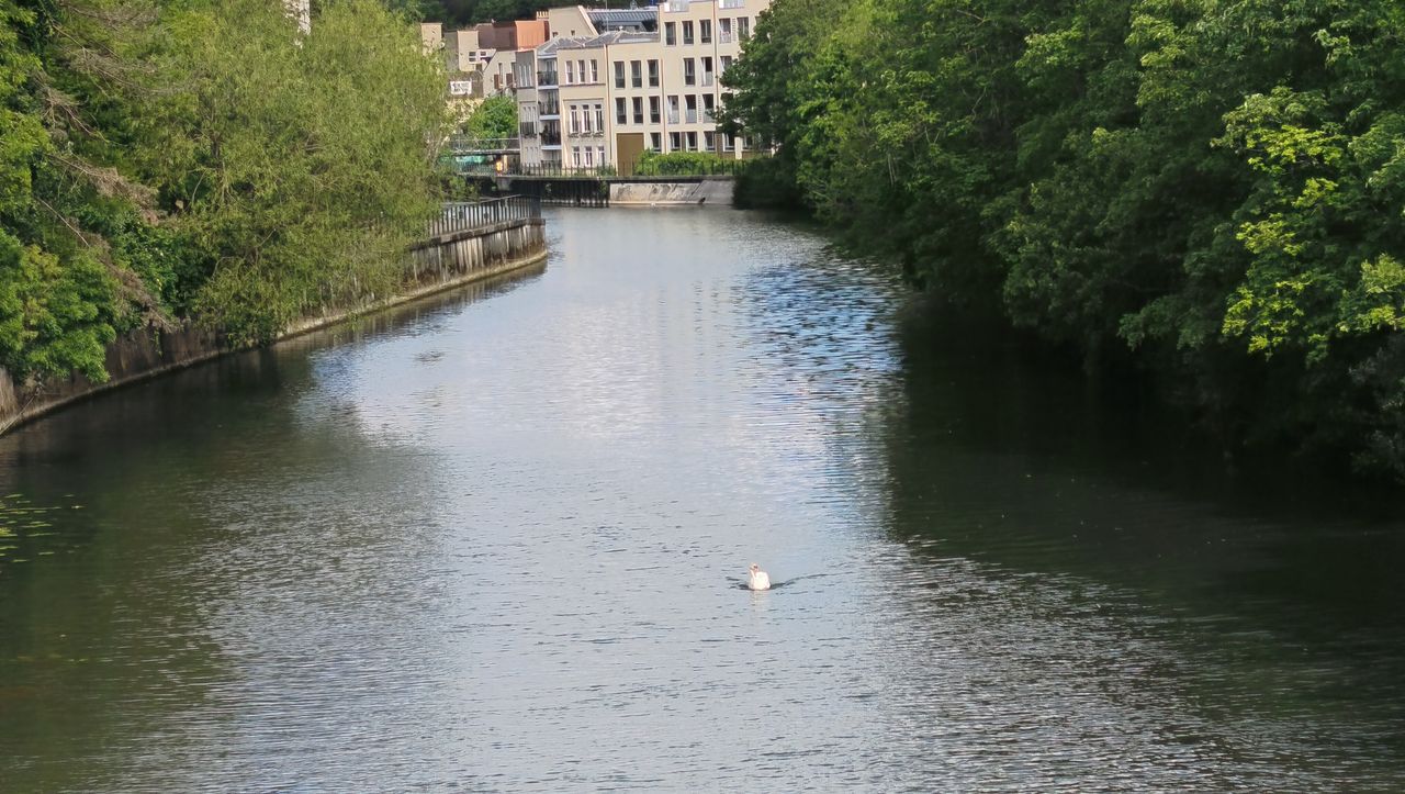 Photos taken on the Xiaomi Redmi Note 15 Pro 5G: A swan captured using 4x zoom