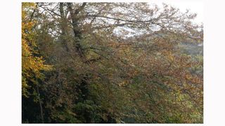 Image shows a corner crop on an image taken with a Sigma 14/24mm F2.8 DG HSM ART lens.