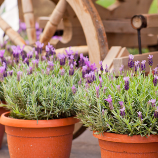 terracotta plant pots with lavender growing inside