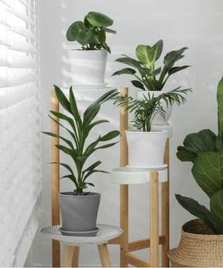 Houseplants on tiered stand