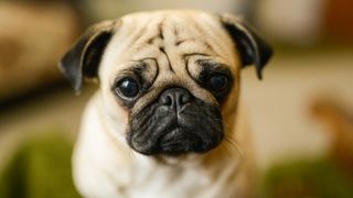 Close up of Pug looking at camera