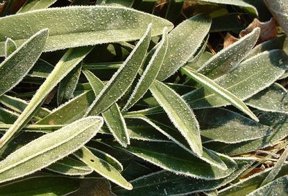 Frost Covered Coreopsis Plant