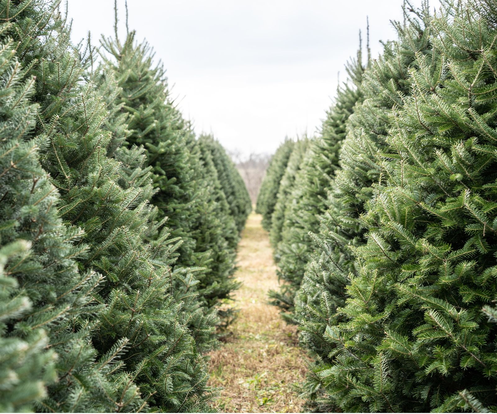 Real Christmas tree mistakes: 6 to avoid this year | Homes and Gardens