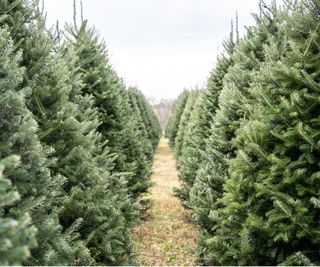 Christmas tree farm