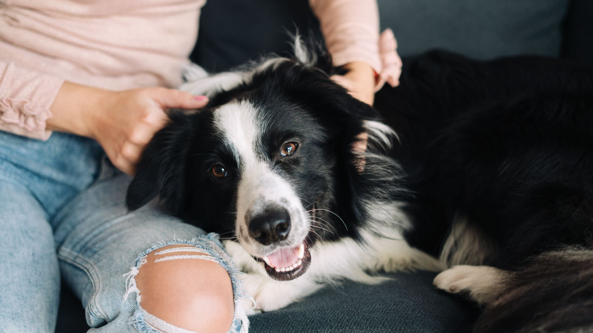 Border collie sitting with its owner on the couch