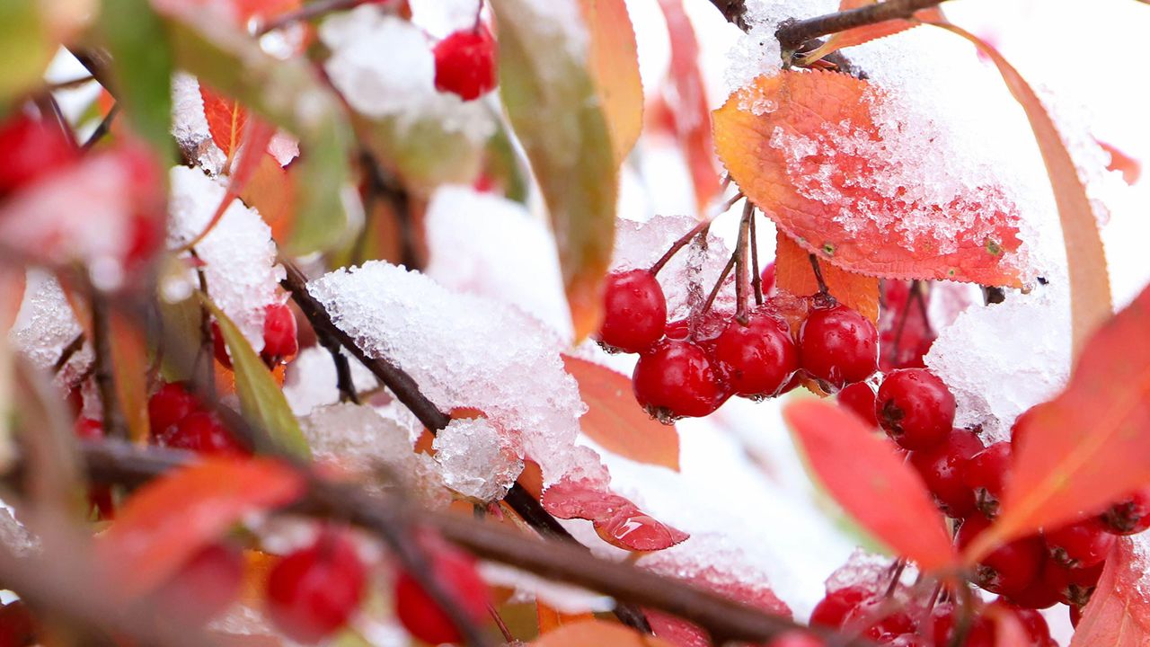 Red chokeberry (Aronia arbutifolia)