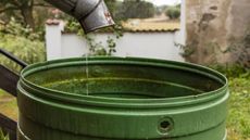 Algae in a rain barrel 