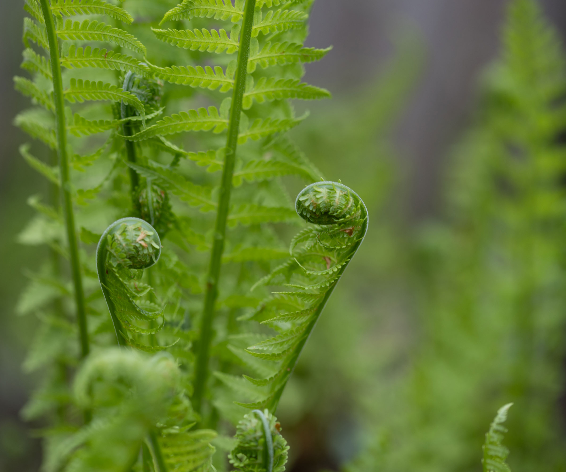 ostrich fern leaves