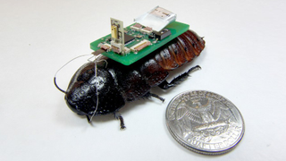 Cyborg cockroaches are being trained to sniff out earthquake survivors