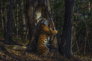 A tiger hugging a tree